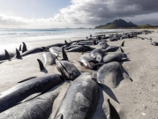 صور | نفوق 477 حوتًا علقوا على شاطئين نائيين في نيوزيلندا