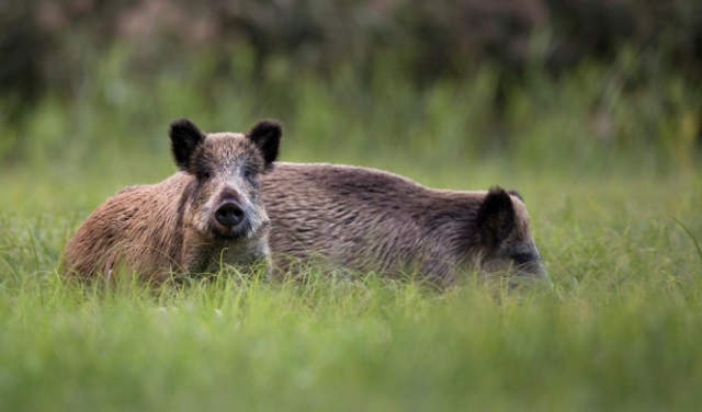الخنازير البرّيّة: آفة زراعيّة أم ممارسة استيطانيّة؟