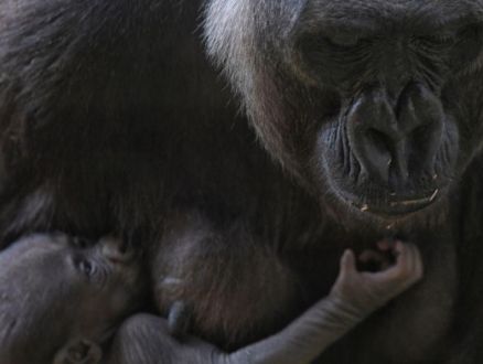 دراسة جدليّة حول القردة تعيد النقاش بشأن التجارب على الحيوانات