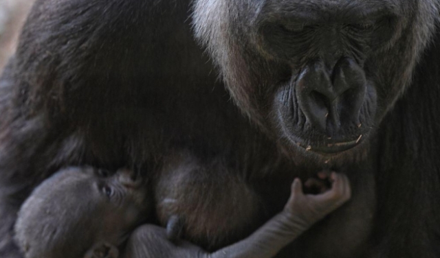 دراسة جدليّة حول القردة تعيد النقاش بشأن التجارب على الحيوانات