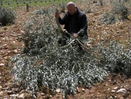 مستوطنون  يقطعون 120 شجرة زيتون في ترمسعيا