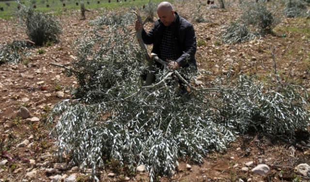 مستوطنون  يقطعون 120 شجرة زيتون في ترمسعيا