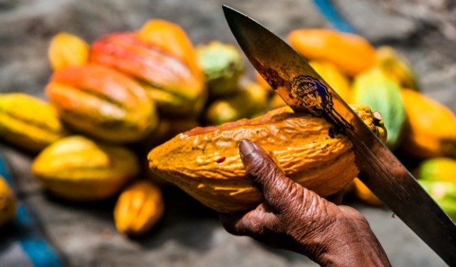 إنتاج الشوكولاتة: 1.5 مليون طفل يعملون بحقول الكاكاو