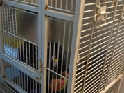 حيفا: اعتقال مشتبهة بتقييد رضيعها وحبسه في قفص حديدي