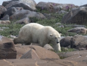 في حادثة نادرة: دبّ قطبيّ يقتل امرأة وطفلا في ألاسكا 
