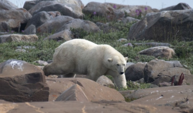 في حادثة نادرة: دبّ قطبيّ يقتل امرأة وطفلا في ألاسكا 