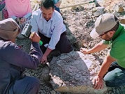 مصر: اكتشاف حفرية سلحفاة تعود إلى 70 مليون سنة