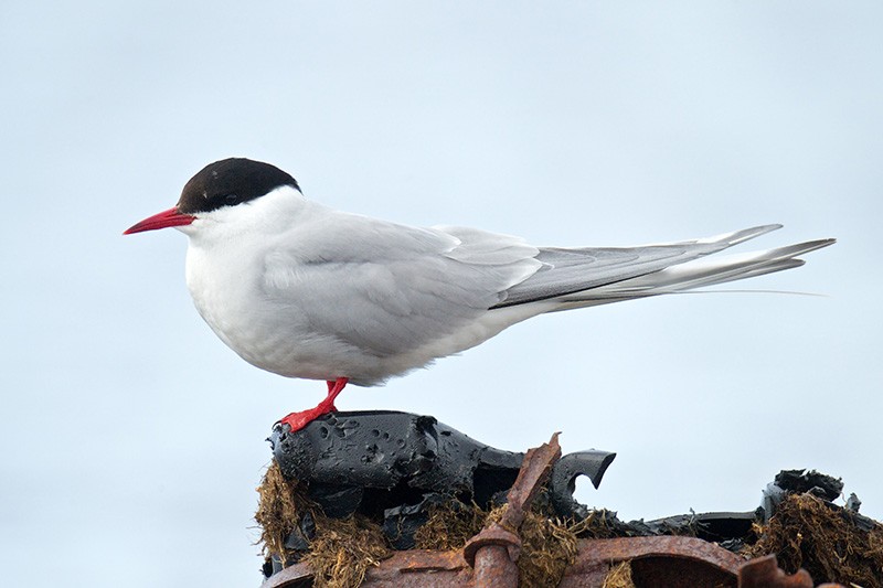 Arctic Tern (الخرشنة القطبية)