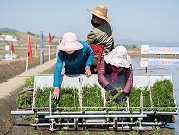 أزمة غذاء بكوريا الشمالية: الحزب الحاكم يناقش التنمية الزراعية
