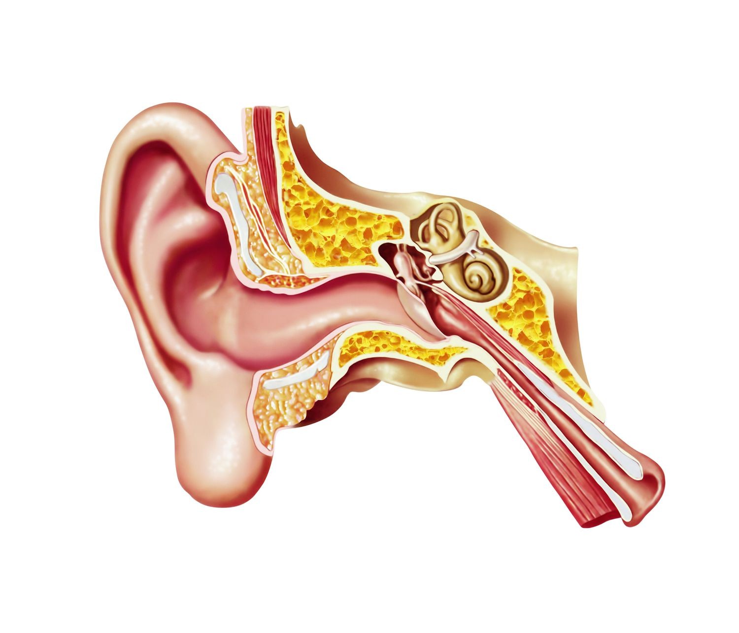 ما هي أجزاء الأذن