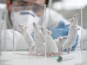 علماء يتمكّنون من "إنتاج" فئران بواسطة خلايا جلديّة