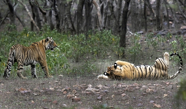 تزايد عدد النمور بالهند وسكان أصليون يطالبون بحقهم في أراض
