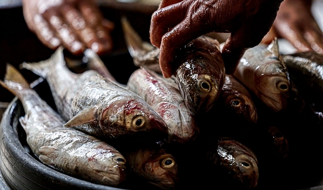 السمك: هل يعتبر طعامًا صحيًّا كما كان في الماضي؟