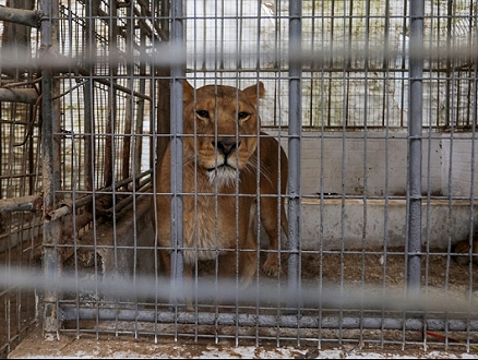حدائق الحيوانات: انتقادات تتجدّد منذ أكثر من قرن بما يخصّ "انتهاك حقوقها"