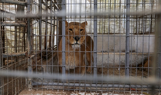 حدائق الحيوانات: انتقادات تتجدّد منذ أكثر من قرن بما يخصّ 