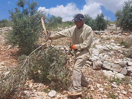 مسافر يطا: إصابة 4 فلسطينيين واعتقال آخر إثر اعتداء للاحتلال والمستوطنين