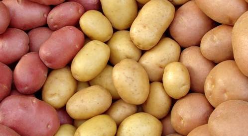 الفرق بين البطاطا الحلوة والبطاطا العادية من ناحية الدهون والبروتينات