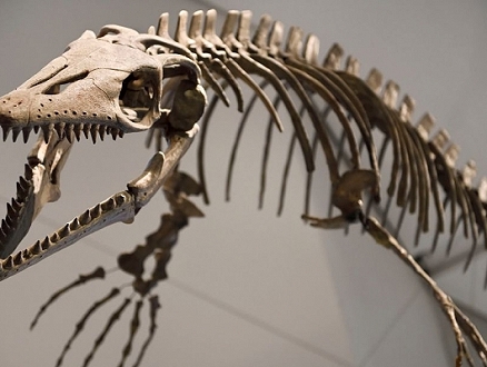 تشيلي: العثور على آثار ديناصور عاش قبل نحو 75 مليون عام