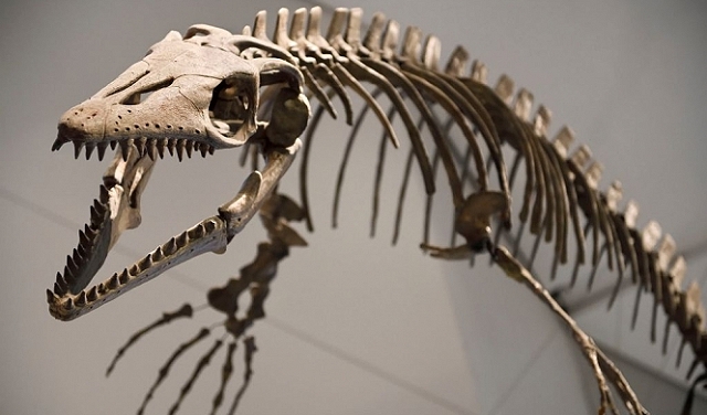 تشيلي: العثور على آثار ديناصور عاش قبل نحو 75 مليون عام