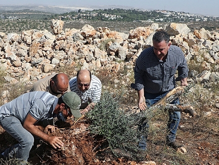 الاحتلال يجرف أراضي بالخليل ويقتلع أشجار زيتون ببيت لحم