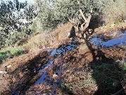 مستوطنون يضخون مياها عادمة بأراض فلسطينية