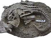 الصين: اكتشاف متحجّرة لحيوان يهاجم ديناصورًا عمرها 125 مليون سنة