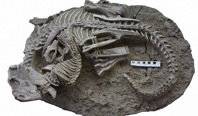 الصين: اكتشاف متحجّرة لحيوان يهاجم ديناصورًا عمرها 125 مليون سنة