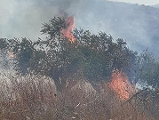 إرهاب المستوطنين يتواصل: حرق عشرات أشجار الزيتون قرب نابلس