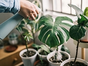 سهولة العناية بالنباتات الداخلية: الحفاظ على النباتات المنزلية الخاصة بك مزدهرة وصحية