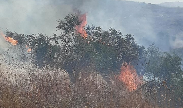 إرهاب المستوطنين يتواصل: حرق عشرات أشجار الزيتون قرب نابلس