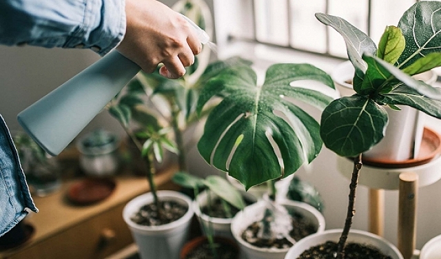 سهولة العناية بالنباتات الداخلية: الحفاظ على النباتات المنزلية الخاصة بك مزدهرة وصحية