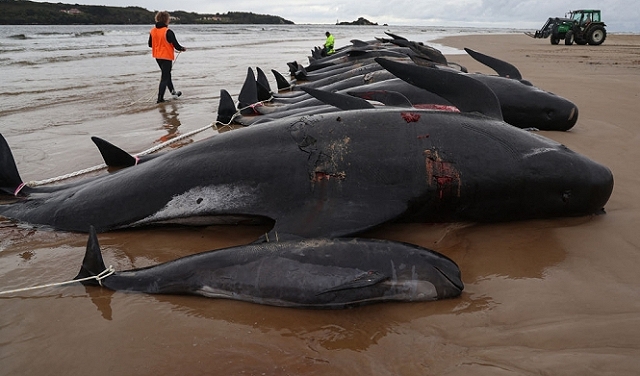 نفوق عشرات الحيتان على على شاطئ غرب أستراليا