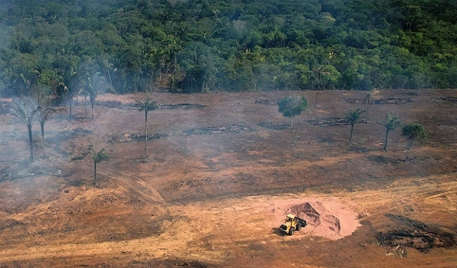 تقارير: تراجع عمليّات إزالة الغابات في الأمازون إلى الثلث