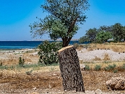 قطع الأشجار يهدّد مساحات حرجية واسعة في سورية