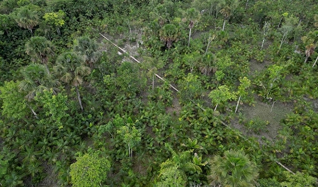 إزالة الغابات: تهديد عالميّ للتنوّع البيولوجيّ والسكّان الأصليّين