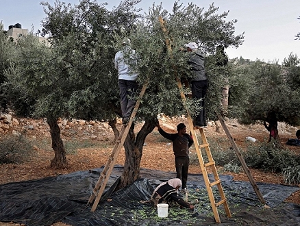 سموتريتش يطالب بمنع الفلسطينيين في الضفة من قطف الزيتون