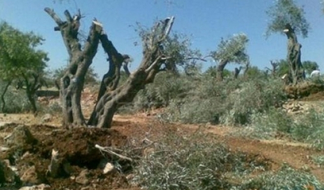 مستوطنون يقتلعون أشجار زيتون ولوزيات وكرمة جنوب بيت لحم