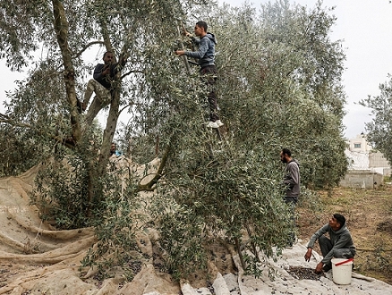 الهدنة المؤقتة... فرصة أهالي جنوبيّ غزّة لقطف الزيتون