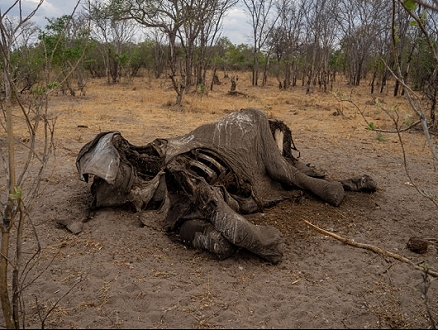 بسبب شحّ المياه في زيمباوبوي: نفوق ما لا يقلّ عن 100 فيل