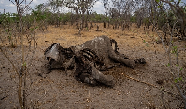 بسبب شحّ المياه في زيمباوبوي: نفوق ما لا يقلّ عن 100 فيل