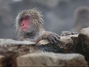 علماء صينيّون يعلنون نجاح أوّل عمليّة استنساخ لقرد "مكاك"