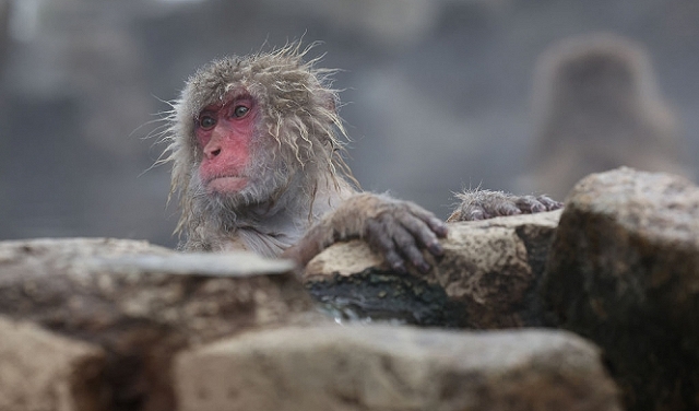 علماء صينيّون يعلنون نجاح أوّل عمليّة استنساخ لقرد 