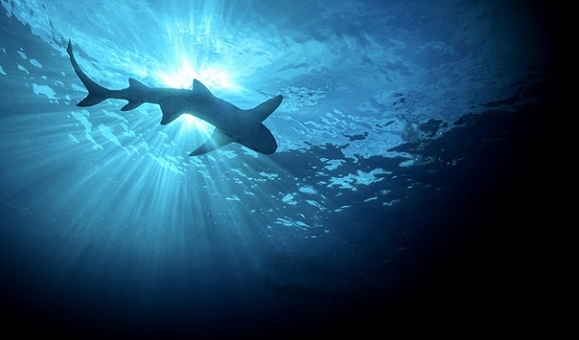 دراسة: تزايد في هجمات أسماك القرش ضدّ البشر عام 2023
