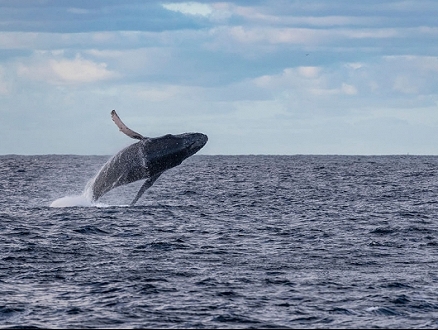 الحيتان الحدباء مهدّدة بفعل موجات الحرّ البحريّة