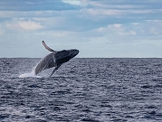 هذا ما وجدوه... علماء يقتفون آثار الحيتان الحدباء في المحيط المتجمّد