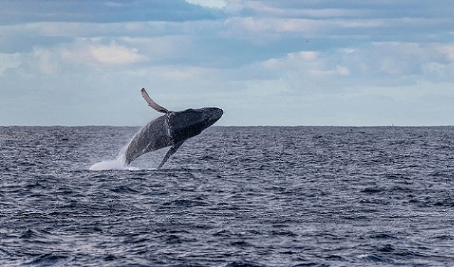 هذا ما وجدوه... علماء يقتفون آثار الحيتان الحدباء في المحيط المتجمّد