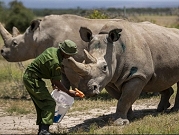 تزايد عمليّات الصيد الجائر لحيوان وحيد القرن المعرّض للانقراض في ناميبيا 