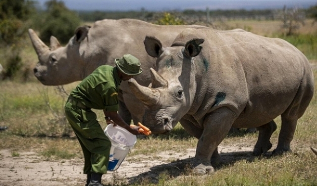 تزايد عمليّات الصيد الجائر لحيوان وحيد القرن المعرّض للانقراض في ناميبيا 