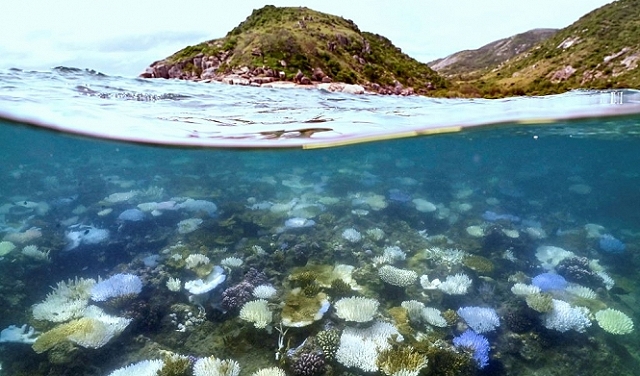العالم يشهد حلقة جديدة من ابيضاض المرجان على نطاق واسع