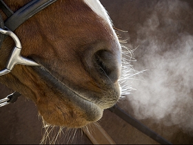 أستراليا:  العثور على بقايا أكثر من 500 حصان داخل منزل